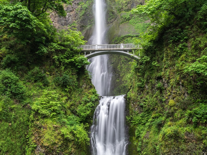 Lush green lawn after professional irrigation service